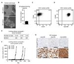 CD49f (Integrin alpha 6) Antibody in Flow Cytometry (Flow)