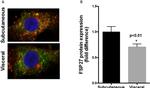 CD31 Antibody in Immunocytochemistry (ICC/IF)