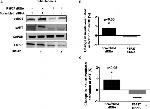 AKT Pan Antibody in Western Blot (WB)