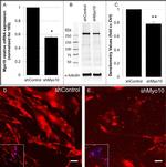 MYO10 Antibody in Immunocytochemistry (ICC/IF)