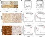 HSP90 beta Antibody in Immunohistochemistry (IHC)