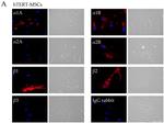 beta-1 Adrenergic Receptor Antibody in Immunocytochemistry (ICC/IF)