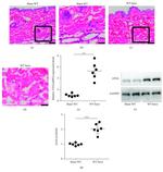 ATGL Antibody in Western Blot (WB)