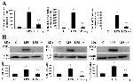 iNOS Antibody in Western Blot (WB)