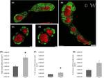 CD3 Antibody in Immunocytochemistry (ICC/IF)