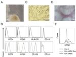 CD105 (Endoglin) Antibody in Flow Cytometry (Flow)