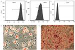 CD34 Antibody in Flow Cytometry (Flow)