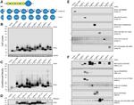 PCDGF Antibody in Western Blot (WB)