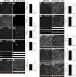 ZO-2 Antibody in Immunocytochemistry (ICC/IF)