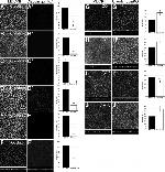 Claudin 3 Antibody in Immunocytochemistry, Immunohistochemistry (ICC/IF, IHC)