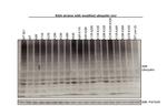 Ubiquitin Antibody in Western Blot (WB)