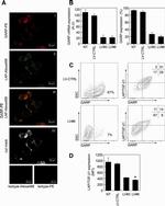 GARP Antibody in Flow Cytometry (Flow)