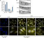 RAB27A Antibody in Immunocytochemistry (ICC/IF)