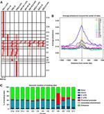 Estrogen Receptor beta Antibody in ChIP Assay (ChIP)