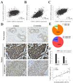 CDH11 Antibody in Immunohistochemistry (IHC)