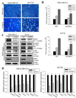 CDH11 Antibody in Western Blot (WB)