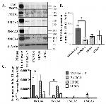 PMCA2 ATPase Antibody in Western Blot (WB)