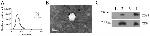 CD63 Antibody in Western Blot (WB)