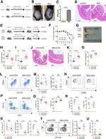 IgA Antibody in Flow Cytometry (Flow)