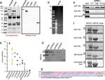 Ku80 Antibody in Western Blot (WB)