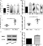 GAPDH Antibody in Western Blot (WB)