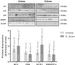 beta Actin Antibody in Western Blot (WB)