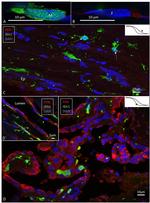 IBA1 Antibody in Immunocytochemistry, Immunohistochemistry (ICC/IF, IHC)