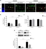 MHC Class II (I-A/I-E) Antibody in Immunohistochemistry (IHC)