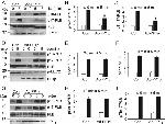 Phospholamban Antibody in Western Blot (WB)