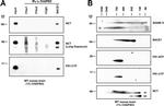 BACE1 Antibody in Western Blot, Immunoprecipitation (WB, IP)