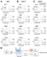 CD107a (LAMP-1) Antibody in Flow Cytometry (Flow)