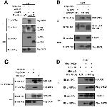 DYKDDDDK Tag Antibody in Western Blot, Immunoprecipitation (WB, IP)