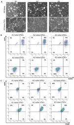 CD75 Antibody in Flow Cytometry (Flow)