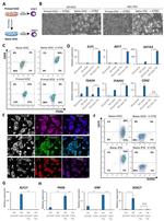 CD75 Antibody in Flow Cytometry (Flow)