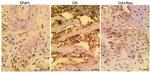 MMP13 Antibody in Immunohistochemistry (IHC)