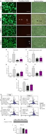 Caspase 3 Antibody in Western Blot (WB)