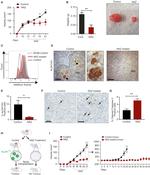 ALDH1A3 Antibody in Immunohistochemistry (IHC)