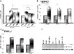 NOTCH1 Antibody in Western Blot (WB)