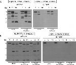 HSP90 alpha Antibody in Western Blot (WB)