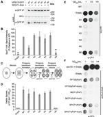 Carboxypeptidase Y Antibody in Dot Blot (DB)