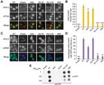 Carboxypeptidase Y Antibody in Dot Blot (DB)