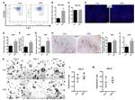 CD326 (EpCAM) Antibody in Flow Cytometry (Flow)