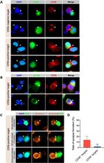 Granzyme B Antibody in Immunocytochemistry (ICC/IF)