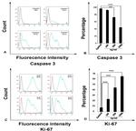 Ki-67 Antibody in Flow Cytometry (Flow)