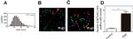 Ly-6G/Ly-6C Antibody in Immunohistochemistry (IHC)