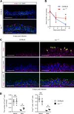 FOXJ1 Antibody in Immunocytochemistry, Immunohistochemistry (ICC/IF, IHC)