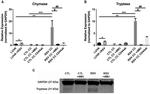 CD44 Antibody in Neutralization (Neu)