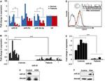 CD13 Antibody in Flow Cytometry (Flow)