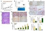 CD11b Antibody in Immunohistochemistry (IHC)