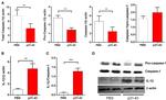 IL-1 beta Antibody in Western Blot (WB)